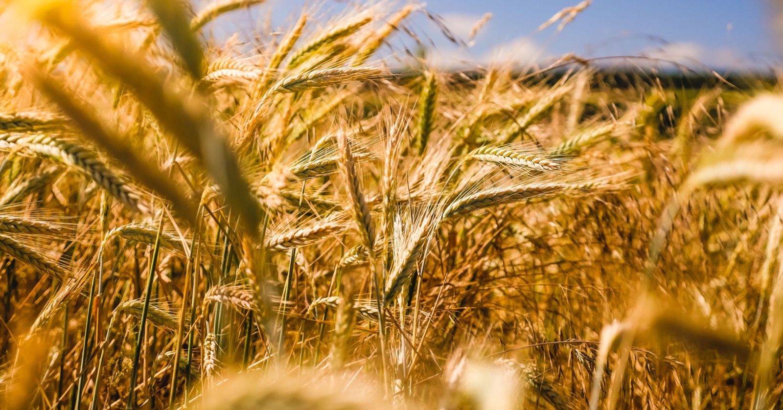 Versgebakken brood en gebak in de Bakkerij Schepers-Cels
